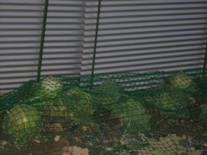 �摜(300x225)�E�g��摜(340x255)