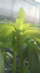 画像(166x300)・拡大画像(355x640)