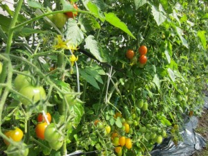 �摜(300x225)�E�g��摜(640x480)