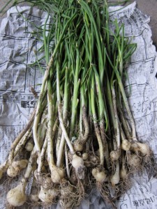 �摜(225x300)�E�g��摜(480x640)