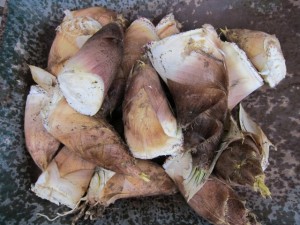 画像(300x225)・拡大画像(640x480)