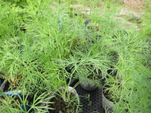 �摜(300x225)�E�g��摜(640x480)