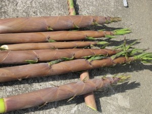 �摜(300x225)�E�g��摜(640x480)