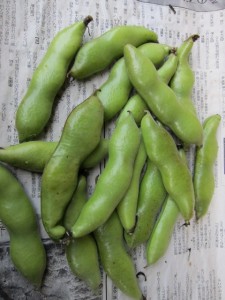 �摜(225x300)�E�g��摜(480x640)