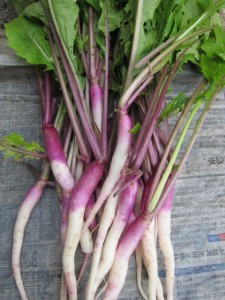 �摜(225x300)�E�g��摜(480x640)