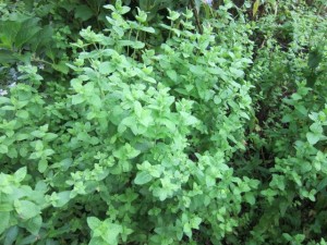 �摜(300x225)�E�g��摜(640x480)