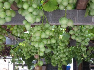 �摜(300x225)�E�g��摜(640x480)