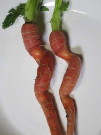 �摜(326x435)�E�g��摜(480x640)